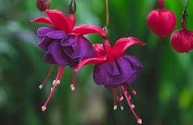 Generic Fresh 50pcs Fuchsia Flower Seeds for Planting Purple red