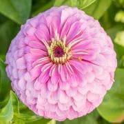 Zinnia Mardi Gras Mix Seeds, Multi-Color Blooms, 2 Packs of 20 Seeds, Garden Flower Collection Plant Seeds in Home or Garden.Limited Supply Order Now!