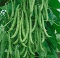 Dirt Goddess Super Seeds ~ Kentucky Wonder Pole Beans (1/2 Lb) Bulk Non GMO
