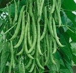 Dirt Goddess Super Seeds ~ Kentucky Wonder Pole Beans (1/2 Lb) Bulk Non GMO