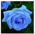 Generic Fresh 100 pcs Rose Flower Seeds for Planting Light Blue