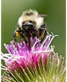 200 Great Burdock Arctium Lappa (Edible Burdock/Cockle-Button/Beggar's Buttons) HERB Flower Seeds