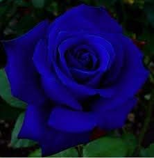 Generic Fresh 100 pcs Rose Flower Seeds for Planting Navy Blue