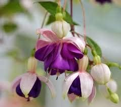 Generic Fresh 50pcs Fuchsia Flower Seeds for Planting Dark Violet