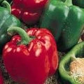Pepper Sweet Yolo Wonder Great Heirloom Vegetable by Seed Kingdom 50 Seeds