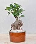 Generic Fresh 50pcs Ficus LyrataTree Seeds for Planting Green 2
