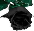 Generic Fresh 100 pcs Rose Flower Seeds for Planting Black
