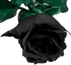 Generic Fresh 100 pcs Rose Flower Seeds for Planting Black