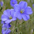 Non GMO Bulk Blue Flax Seeds - Linum perenne (1/4 Lb)