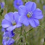 Non GMO Bulk Blue Flax Flower Seeds - Linum perenne (1/2 Lb)