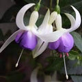 Generic Fresh 50pcs Fuchsia Flower Seeds for Planting Violet White