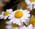 Chamomile Roman Great Garden Herb by Seed Kingdom (20,000 Seeds)