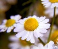 Chamomile Roman Great Garden Herb by Seed Kingdom (20,000 Seeds)