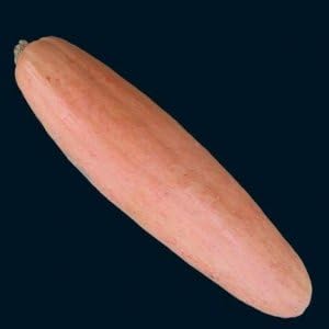 Squash Pink Banana Jumbo Garden Heirloom Vegetable Seeds by Seed Kingdom (15 Seeds)