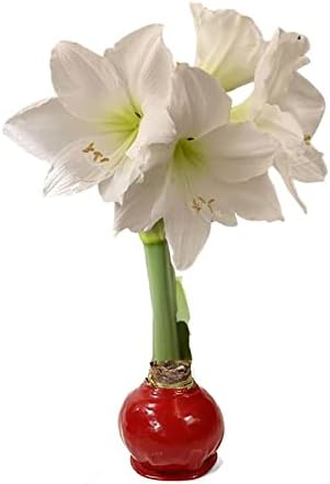 Waxed Amaryllis Bulb - Red Wax White Blooms, No Water Needed, Extra-Large Indoor Winter Flower, New Years, Galentine & Valentine Holiday Gift