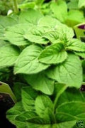 Oregano Italian Great Garden Herb Seeds by Seed Kingdom (300 Seeds)