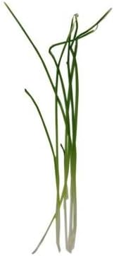 Large American Flag Leek Seeds: 4 Oz - Non-GMO Vegetable Garden Seeds, Growing Micro Greens