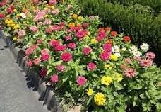 Zinnia Mardi Gras Mix Seeds, Multi-Color Blooms, 2 Packs of 20 Seeds, Garden Flower Collection Plant Seeds in Home or Garden.Limited Supply Order Now!