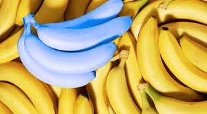 Generic Fresh 100 pcs Banana Fruit Seeds for Planting Sky Blue 1