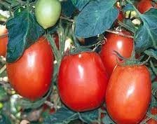 Tomato Rio Grande Great Heirloom Garden Vegetable 100 Seeds