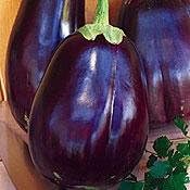 Eggplant Black Beauty Great Heirloom Vegetable by Seed Kingdom (1,300 Seeds)