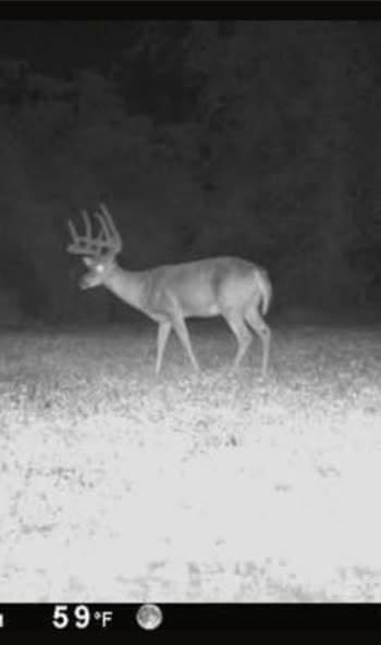 Whitetail Hill Late Season Brassicas Food Plot Seed Mix, 1/3 Acre or 2.5 Acres, 5 Brassicas, Cold Hardy, Graze Tolerant, Forage All Winter Long