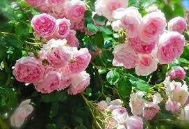 Generic Fresh 100pcs Rose Flower Seeds for Planting Pink