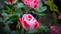 Generic Fresh 50pcs Rose Flower Seeds for Planting Pink White 2