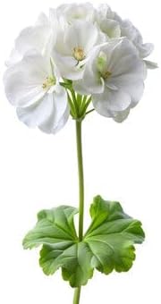 Park Seed Geranium Flowering Plant Seeds, Maverick White Hybrid with Large Glowing Blooms, Heat and Humidity Tolerant Compact Pelargonium, Pack of 10