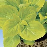 Park Seed Limelight Giant Exhibition Coleus Seeds, Heirloom Chartreuse Foliage for Shade Gardens and Containers, Compact and Vibrant Accent Plant, Pack of 20