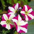 Generic Fresh 100 pcs Petunia Flower Seeds for Planting Pink White