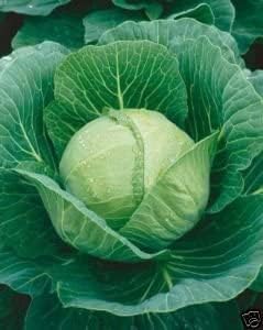 Cabbage Golden Acre Great Heirloom Vegetable by Seed Kingdom 1/4 Lb Seeds