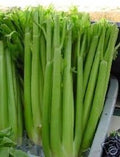 Celery Tall Utah Great Heirloom Vegetable by Seed Kingdom (10,000 Seeds)
