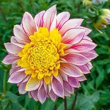 Eden Brothers Dahlia Bulbs (Anemone-Flowered) - Polka, Non-GMO Bulbs for Planting, 2 Bulbs | Low-Maintenance Flower Bulbs, Plant During Spring, Zones 8, 9, 10, 11