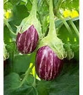 Generic Fresh 100pcs Eggplant Vegetable Seeds for Planting Purple 6