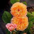 Generic Fresh 100pcs Rose Flower Seeds for Planting Yellow red