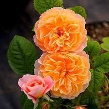 Generic Fresh 100pcs Rose Flower Seeds for Planting Yellow red