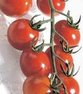 Tomato Chadwick Cherry Great Heirloom Garden Vegetable Seeds by Seed Kingdom (30 Seeds)