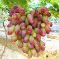 Generic Fresh 50pcs Grape Fruit Seeds for Planting Red Green 1