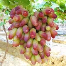 Generic Fresh 50pcs Grape Fruit Seeds for Planting Red Green 1