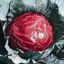 Cabbage Mammoth Red Rock Great Heirloom Vegetable by Seed Kingdom 500 Seeds