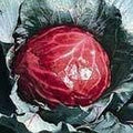 Cabbage Mammoth Red Rock Great Heirloom Vegetable by Seed Kingdom 2,000 Seeds