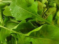 Ohio Heirloom Arugula Seeds for Planting – Lettuce Seeds for Planting Outdoor or Indoor, Tender, Rounded, & Premium Roquette Variety for Your Home Garden, Non-GMO, 85% Germination, 1000 + Seeds