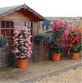 Generic Fresh 50pcs Climbing Geranium Flower Seeds for Planting Mixed Colour