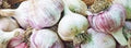 Generic Fresh 100 pcs Garlic Vegetable Seeds for Planting Light Purple