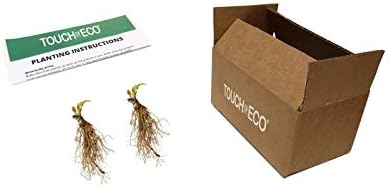 GardeningProducts4Less 2pk White Feather Hosta Bare Roots - Perennial Cream & Green Foliage, Low-Maintenance Plant