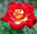 Generic Fresh 100pcs Rose Flower Seeds for Planting Red Yellow