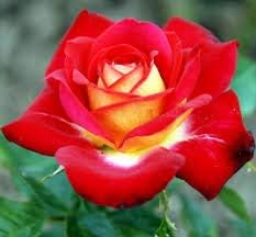 Generic Fresh 100pcs Rose Flower Seeds for Planting Red Yellow