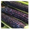 Corn Blue Hopi Ornamental Great Heirloom Vegetable by Seed Kingdom 1/4 Lb Seeds