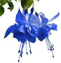 Generic Fresh 50pcs Fuchsia Flower Seeds for Planting Violet